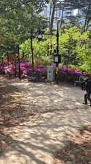 Spring park scenes captured in Ulsan with blooming azaleas