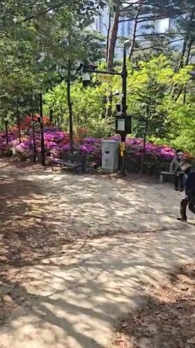 Spring park scenes captured in Ulsan with blooming azaleas