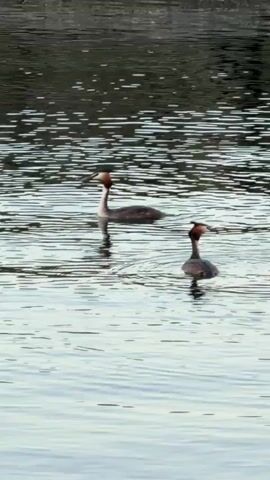 The video shows two great crested grebes on a body of water. The grebes are facing away from the viewer and swimming. The water is calm with ripples. The background is blurred and appears to be a dark embankment. The lighting is dim, suggesting it is early morning or late evening.
