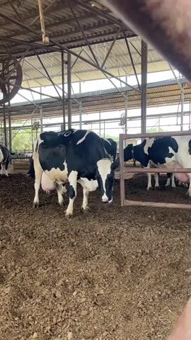 The video shows a group of black and white cows standing in a muddy enclosure under a metal roof. The ground is covered in brown dirt. A large fan is visible on the ceiling. The cows stand close together, some near a metal gate.
