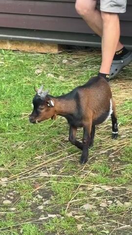 The video begins with a close-up shot of a small goat with brown and black fur, and a white patch on its side. It is standing on a grassy area with some dirt. A person's legs are visible in the background, wearing grey shorts and grey Crocs with black socks. A garden rake is also visible on the grass near the goat. The goat lowers its head and appears to be eating grass. The person's legs move slightly as they stand. The goat then turns its head to the right. Another, smaller goat with brown and white fur approaches from the right of the frame. The first goat turns its body to face the approaching goat. The video ends with the two goats in close proximity, with the second goat appearing to interact with the first. The environment appears to be outdoors, possibly a farm or backyard, with a wooden structure in the background.