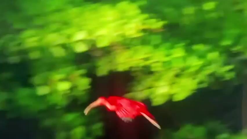 This media file features a striking scarlet ibis in flight. The bird's vibrant red plumage is highlighted against a blurred green background, suggesting foliage. The camera is focused on the bird, with the environment appearing out of focus to emphasize its movement. The lighting suggests it is daytime.

The activity captured is the bird in mid-flight, its wings outstretched. The image is dynamic, conveying a sense of speed and freedom. The bird's long, curved beak is clearly visible, and its legs are tucked beneath it as it soars. The background is a wash of greens and darker tones, hinting at a natural, possibly tropical or wetland environment. There is no visible text in the media file.