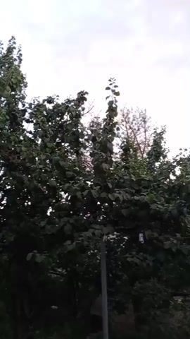 A video begins with a view of a tall, leafy tree with a gray pole in front of it. The camera pans upward to reveal a cloudy sky with streaks of pink and orange, suggesting it is either sunrise or sunset. The video then pans further to the right, showing more trees and a building with a corrugated metal roof. The building appears to be made of wood and has a window visible. The sky continues to be the main focus with the colorful clouds. The video ends with a shot of the sky and the roof of the building.