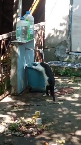 A black and white cat is drinking water from a blue bucket. The cat is leaning over the bucket with its head inside. In the background, there are two large plastic water bottles on a shelf. There is also a faucet that appears to be leaking into the bucket. The ground is concrete and there are some fallen leaves and debris. The scene appears to be outdoors.