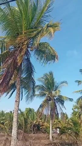 The video captures a low-angle view of several tall coconut palm trees against a clear blue sky. The fronds of the trees are lush green, with some appearing dry or brown at the edges. The trunks of the trees are visible, showing their textured bark. In the background, more coconut trees are visible, forming a dense grove. The ground beneath the trees appears dry and covered with sparse vegetation and fallen leaves. The scene is outdoors, under bright daylight conditions. There are no people or specific actions depicted in the video, only the natural environment of a coconut grove.