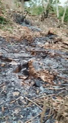 Burned and cleared forest land in Widoro, Indonesia