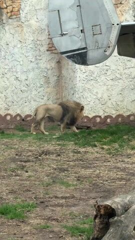 A male lion with a dark mane is walking around in its enclosure at what appears to be a zoo. The enclosure has a low, decorative wall surrounding it and there is a dilapidated plane fuselage directly above the lion's area. The lion walks slowly and lowers itself to the ground, coming to rest on the grass. Some children can be heard yelling in the background.