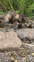 Mallard family with large duckling brood on Russian shoreline