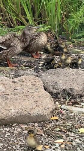 Mallard family with large duckling brood on Russian shoreline
