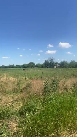 The video captures an outdoor scene on a sunny day with a bright blue sky dotted with white clouds. The foreground is dominated by tall, green grass, with some patches of dry, brown grass interspersed. In the middle ground, a field of green grass extends towards a treeline. A dark-colored animal, possibly a cow, is visible grazing in the middle of the field. Further in the distance, a small, weathered wooden structure or shed is situated among the trees. A few fence posts are scattered throughout the field. The overall environment suggests a rural or agricultural setting. The camera appears to be moving slightly, possibly from a vehicle, as indicated by a small portion of a car's windshield wiper visible in the bottom right corner. The perspective is horizontal.