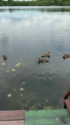 A still shot shows a tranquil lake with a wooden dock in the foreground. Ducks swim on the water's surface. The lake is surrounded by a lush forest, and the sky is overcast with scattered clouds.