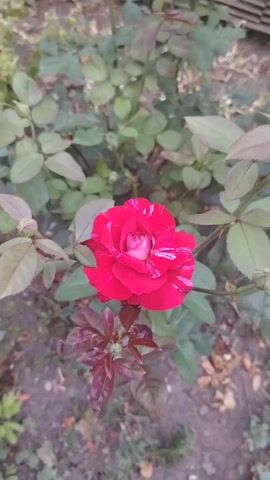 The video shows a close-up view of a red rose with white stripes. The rose is in bloom and appears to be outdoors, surrounded by green leaves and branches. The background is blurred, suggesting a shallow depth of field. The lighting appears natural, possibly from daylight. There are no people or other significant objects visible in the frame. The camera is held steady, with only slight movements to show the entire rose. The focus is sharp on the rose, highlighting its delicate petals and intricate details.