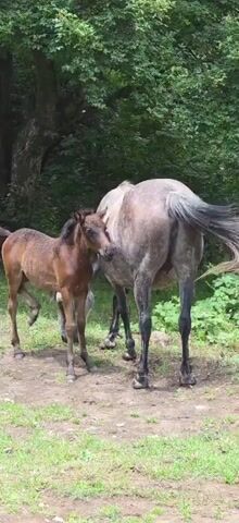 Two horses stand in a clearing with trees and foliage in the background. A larger, gray horse stands to the right, facing away from the camera. A smaller, brown foal stands to the left, facing the larger horse and nuzzling its flank. The ground is dirt and patches of grass.