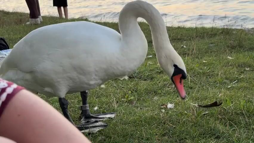 A large white swan with a black ring on its leg stands on a grassy bank next to a body of water. The swan is bending its neck down and pecking at something on the ground. In the foreground, the arm of a person wearing a red and white striped sleeve is visible. In the background, near the water's edge, two people are standing. The water is rippling and appears to be a lake or calm sea. The sky suggests it is either early morning or late evening.