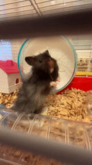 Hamster going about its business in a cage