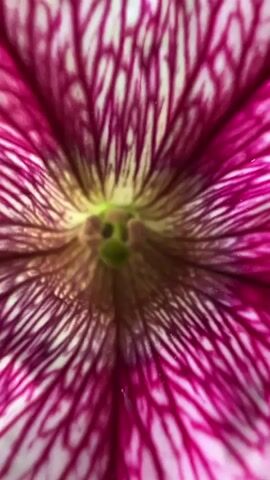 This is a close-up, slow zoom-out video of a single, vibrant petunia flower. The flower is primarily white with striking magenta veins radiating from its center. The center of the flower is a delicate green, transitioning to a brownish hue. The petals are a soft, delicate texture, and the veins create an intricate, almost lace-like pattern.

As the camera zooms out, the flower is revealed to be growing amongst other greenery, with some blurred purple flowers visible in the background. The overall impression is one of natural beauty and delicate detail. There are no people or animals in the video. The lighting appears to be natural, suggesting it was filmed during the daytime, possibly in a garden or outdoor setting. The focus remains solely on the flower, emphasizing its intricate patterns and vibrant colors. The setting is confirmed to be Kayıŋdı, Kyrgyzstan. No visible text is present in the media file.