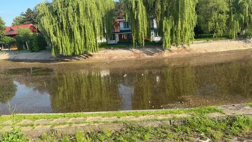 The video shows a stagnant canal with three ducks swimming in it. The water is brown and murky, with vegetation growing in it. Trees with long, hanging branches line the edge of the canal. A small house is visible in the background.