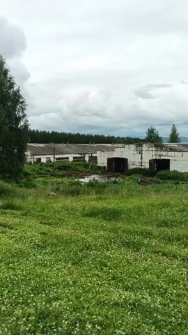 A video clip shows a rural scene with abandoned farm buildings in the background. The buildings are long, white, and appear to be in disrepair, with overgrown vegetation around them. The sky is cloudy and overcast. In the foreground, there is a field of green grass with some small white flowers. There is a person visible in the middle distance, standing near one of the buildings, holding a long wooden pole. The person appears to be male, wearing a light-colored shirt and dark pants. The overall impression is one of neglect and decay.
