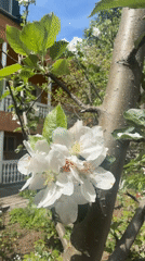 Spring flowers bloom in Dusheti, Georgia gardens