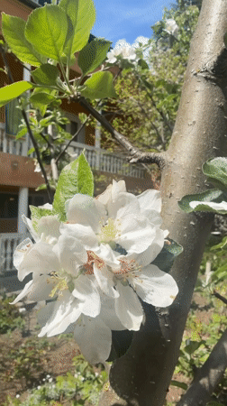 Spring flowers bloom in Dusheti, Georgia gardens