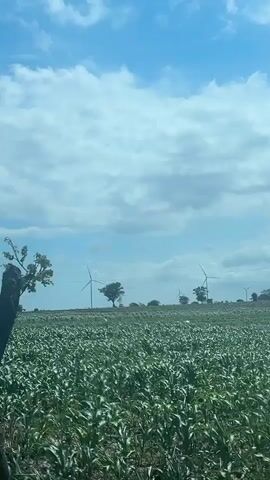 A drone's eye view shot captures a vast, green cornfield stretching towards a distant horizon under a partly cloudy sky. In the background, several wind turbines stand as silent sentinels, interspersed with scattered trees and a tall, lattice-like transmission tower. The scene is framed by the dark, silhouetted branches and leaves of a tree in the foreground, adding a natural border to the panoramic landscape.