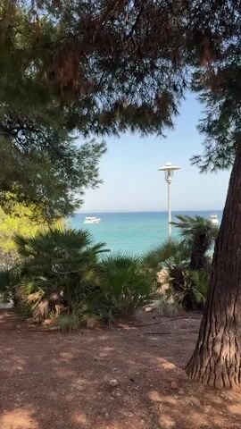 The video displays a view through a frame of trees and foliage, overlooking a body of water. The water is a bright turquoise color and appears calm, with a clear blue sky above. Several boats, including what appear to be yachts, are visible on the water. A lamppost stands on the shore. The foreground consists of a dirt path with scattered pine needles and the bases of tree trunks. Lush green palm-like plants are clustered in the middle ground. The scene suggests a sunny day in a coastal or lakeside environment. There are no people visible in the video.