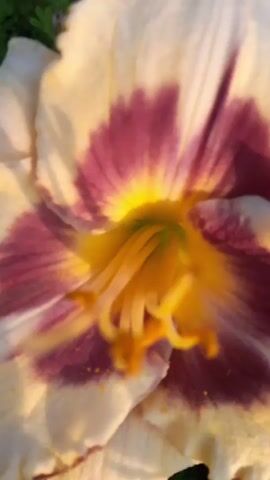 A close-up, out-of-focus video captures the center of a large, multi-petaled flower. The petals are a creamy white with a deep purple, almost magenta, band radiating from the center. The very center of the flower is a bright yellow, with a green pistil visible. The stamens, tipped with orange anthers, are also visible and appear to be dusted with yellow pollen. The lighting suggests it is either sunrise or sunset, casting a warm glow on the scene. The background is dark and blurry, hinting at foliage. There are no people or discernible actions.