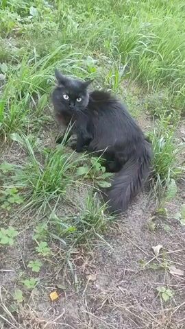 A black cat with bright yellow eyes sits in tall green grass and on dirt. The cat faces the camera and its ears are alert and pointed. It looks directly at the camera. The cat's tail is long and bushy. The background is filled with more green grass and some small green plants with heart-shaped leaves. The lighting is natural and appears to be daylight.