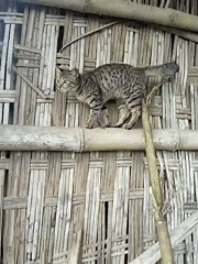 Tabby cat explores rural bamboo structures in early morning