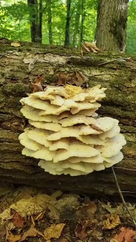 The video shows a cluster of pale yellow shelf fungi growing on the side of a moss-covered fallen tree trunk in a forest. The fungi are layered and have wavy edges. The background consists of green trees and leaves. The camera moves slightly, offering a closer view of the fungi and the texture of the tree bark. Some dry leaves are scattered on the tree and the forest floor.
