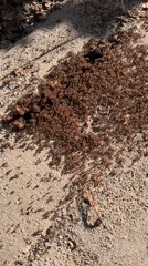 Bees, ants, roses, and a selfie stop