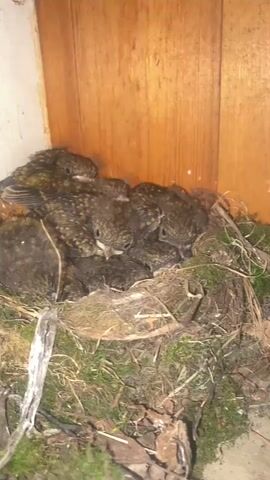 This close-up shot showcases a nest filled with several young birds, likely hatchlings. The birds are clustered together, their downy feathers a mix of brown and speckled patterns. Their beaks are visible, some slightly ajar, suggesting they might be hungry or resting. The nest itself is intricately woven from twigs, moss, and dry grass, nestled in a corner formed by a white wall and a wooden surface, possibly a fence or a building's exterior. The lighting appears to be natural, suggesting it's daytime. The overall mood is one of quiet, natural life and parental care, as the young birds await their parents. The location context of "Тальцы (иркутский), Russia" places this scene in a specific geographic region known for its natural landscapes and ethnographic museum.