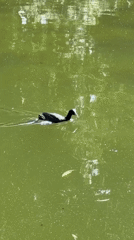 Quiet afternoon at a Bucharest park pond