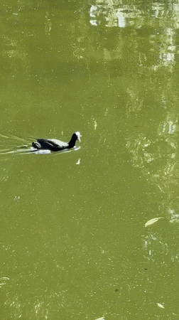 Quiet afternoon at a Bucharest park pond