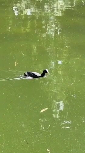 Quiet afternoon at a Bucharest park pond
