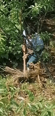 Agricultural work observed in Sa Pa terraced landscape