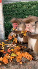 Toque macaques feast on roadside fruit near Devon, Sri Lanka