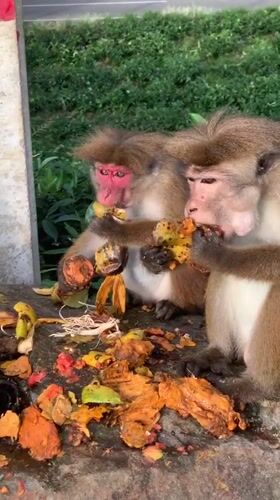 Toque macaques feast on roadside fruit near Devon, Sri Lanka
