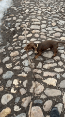 Dachshund plays with stick during Moscow walk