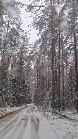 The video depicts a snow-covered dirt road winding through a dense forest of tall pine trees. Snow is actively falling, obscuring the view slightly. The trees are heavily laden with snow. The road has tire tracks visible in the snow. The sky is overcast and grey.
