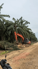 Early morning construction and palm tree removal in Simpangempat