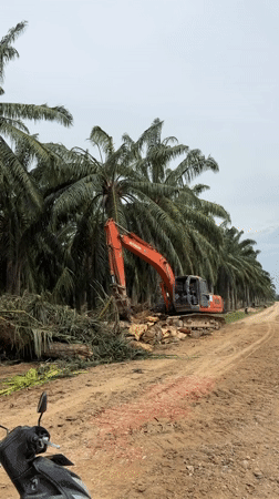 Early morning construction and palm tree removal in Simpangempat
