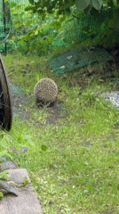 Dacha summer day: hedgehog, garden blooms, and a grill lighting up