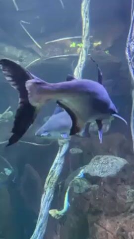The video shows an aquarium. Two iridescent bluish-grey fish with black fins are swimming in the water. Behind them is some wood or driftwood. A turtle with a long snout swims into the frame in front of the driftwood.