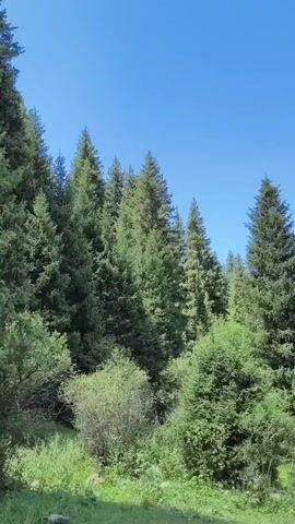 The video pans across a dense forest of tall evergreen trees under a clear blue sky. Sunlight illuminates the scene, highlighting the lush green foliage. The camera moves from left to right, revealing the depth and density of the forest. In the foreground, there are smaller bushes and grassy undergrowth. The overall impression is of a tranquil, natural environment. There are no people or animals visible in the footage.