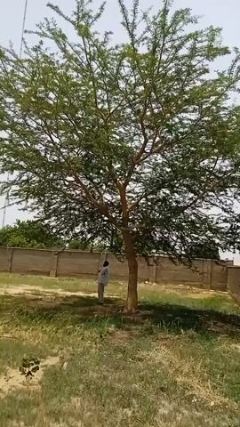 A person in a light-colored shirt and pants stands near a tree in a grassy area. The tree is large and has a dense canopy of green leaves. A low concrete wall surrounds the area. The day is bright and sunny. The wind is audible in the background.