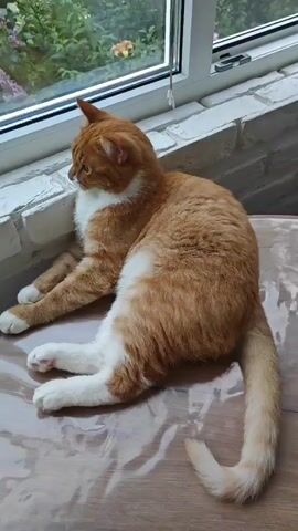 A ginger and white cat is lying on a table next to a window. The cat is facing to the left, looking out the window. The cat's tail is curled around its body. The table is covered with a clear plastic sheet. The window is open, and the outside appears to be a garden with some greenery. The wall next to the window is made of white bricks. A dark chair is partially visible in the background to the right.