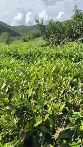 The video displays a close-up view of lush green tea bushes in the foreground, with the camera slowly panning upwards and outwards. The tea plants are dense and vibrantly green, showing new growth on some of the branches. In the background, the landscape transitions to rolling hills covered in trees, indicating a natural, possibly rural environment. The sky above is partly cloudy, with sunlight filtering through, suggesting a pleasant day. There are no people or discernible objects other than the tea plants and the natural landscape. The camera movement is smooth and steady, creating a sense of calm observation of the natural scenery.