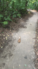 Wild squirrel takes food from a hand on a Kazan forest path