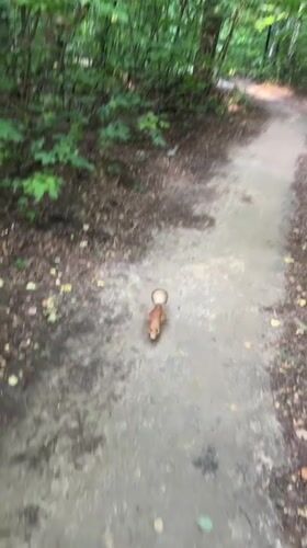 Wild squirrel takes food from a hand on a Kazan forest path
